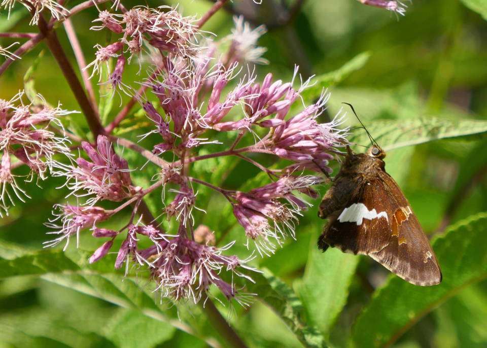 Pollinator feeding on the nectar from Joe Pye Weed flowers