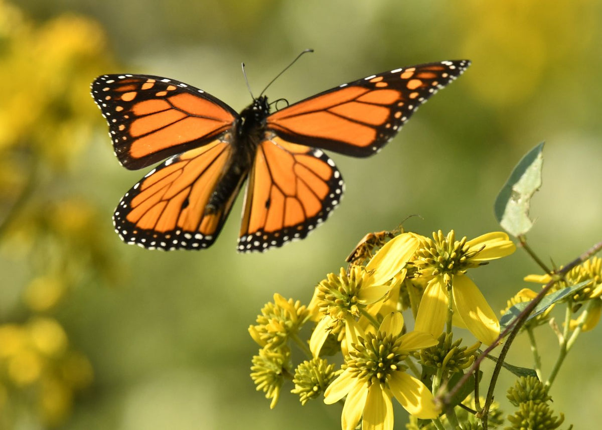 Monarch butterfly mid-flight heading toward yellow flowers