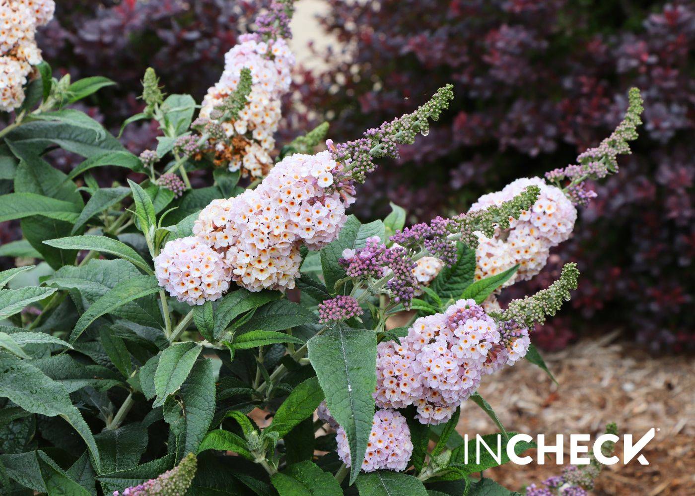 Unique, honeycomb sterile butterfly bush flowers with InCheck logo