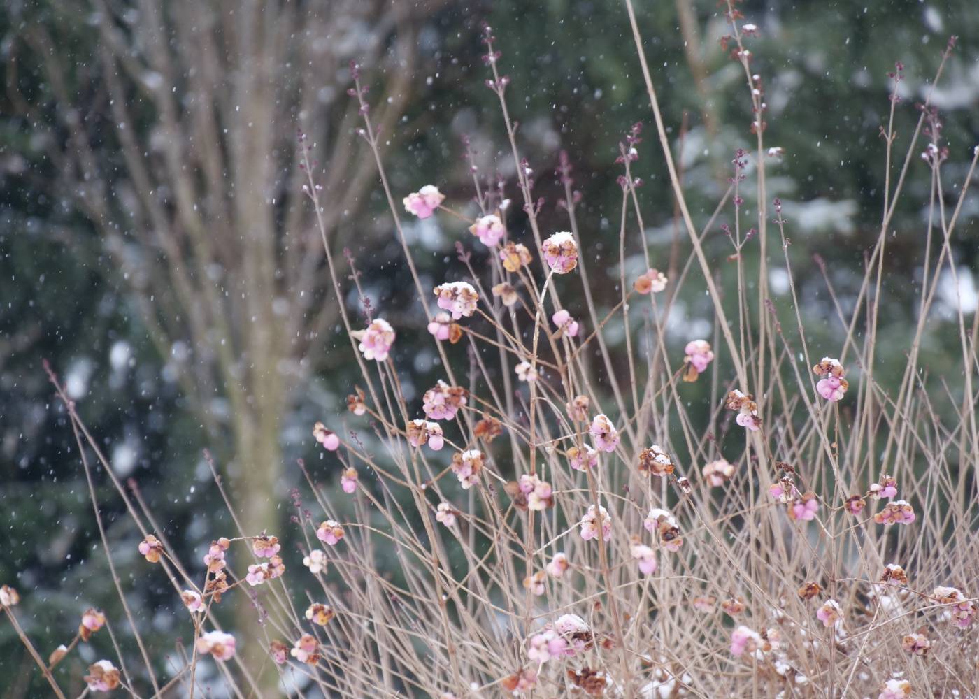 Pink coralberry shrub in a winter garden with snow falling