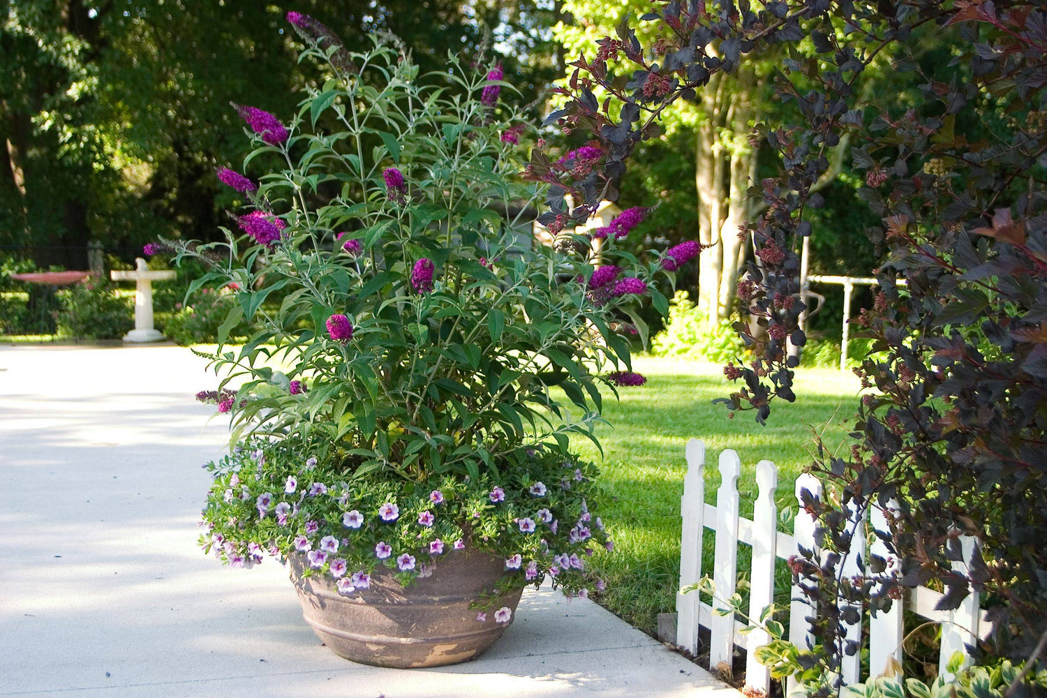 Pink buddleia flowers growing in a pot