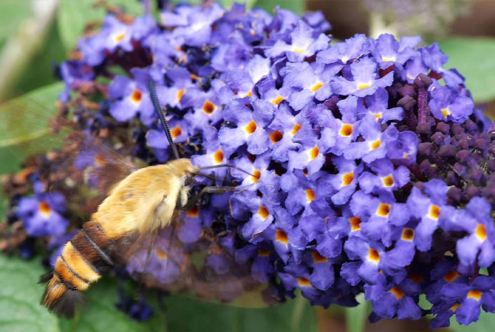 Hummingbird moth on purple butterfly bush flower