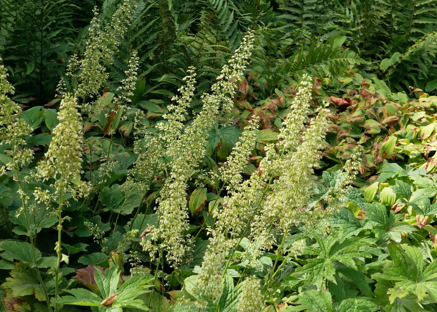 Green flowers from 'Autumn Bride' coral bells in a shade garden