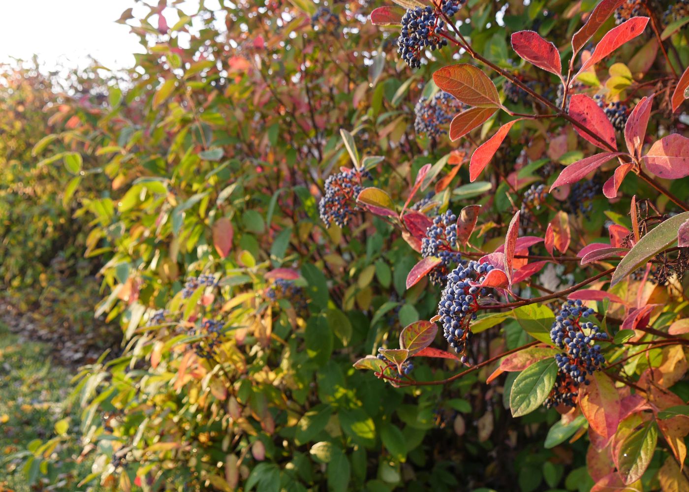 Brandywine viburnum with fall berries and orange and red foliage