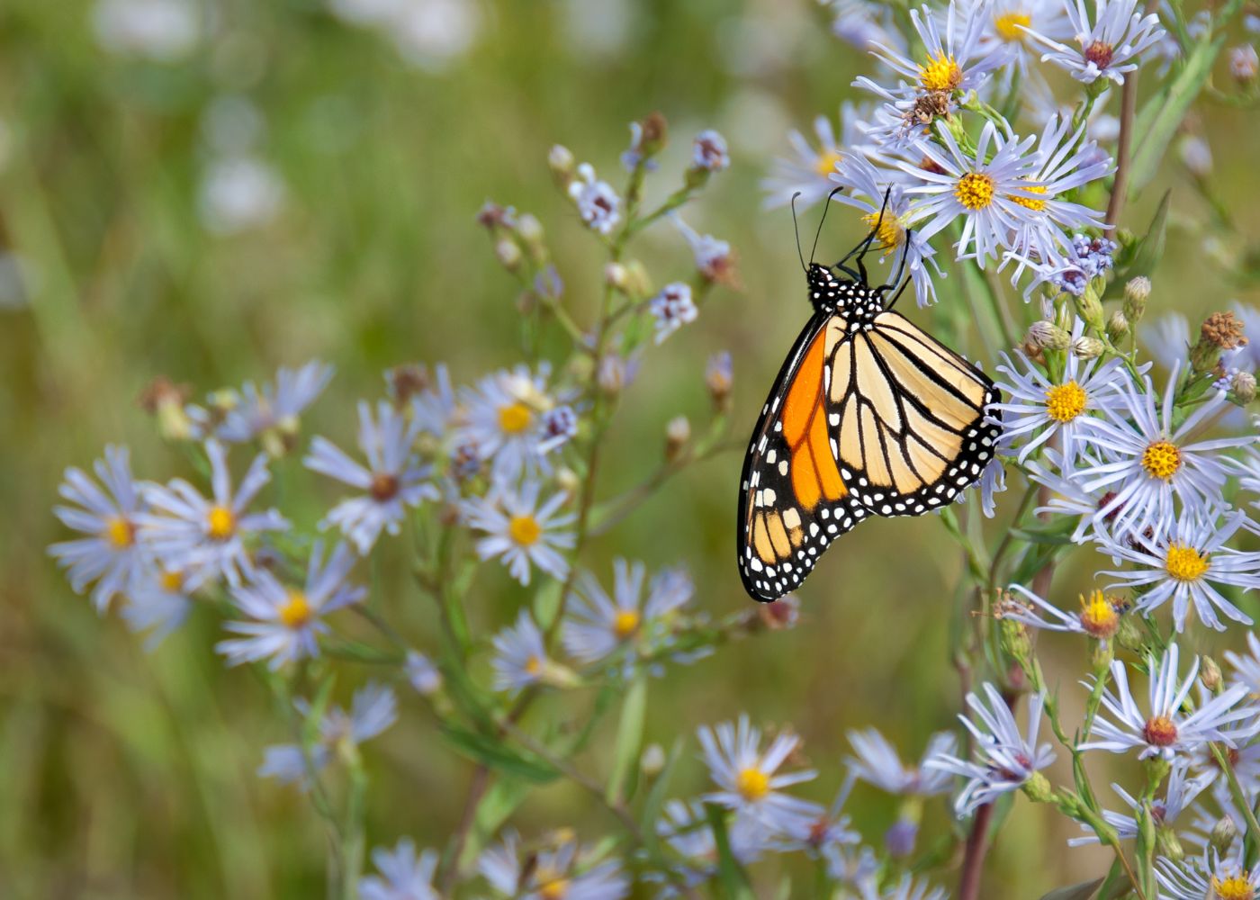Blue aster flowers with Monarch butterfly feeding on the nectar