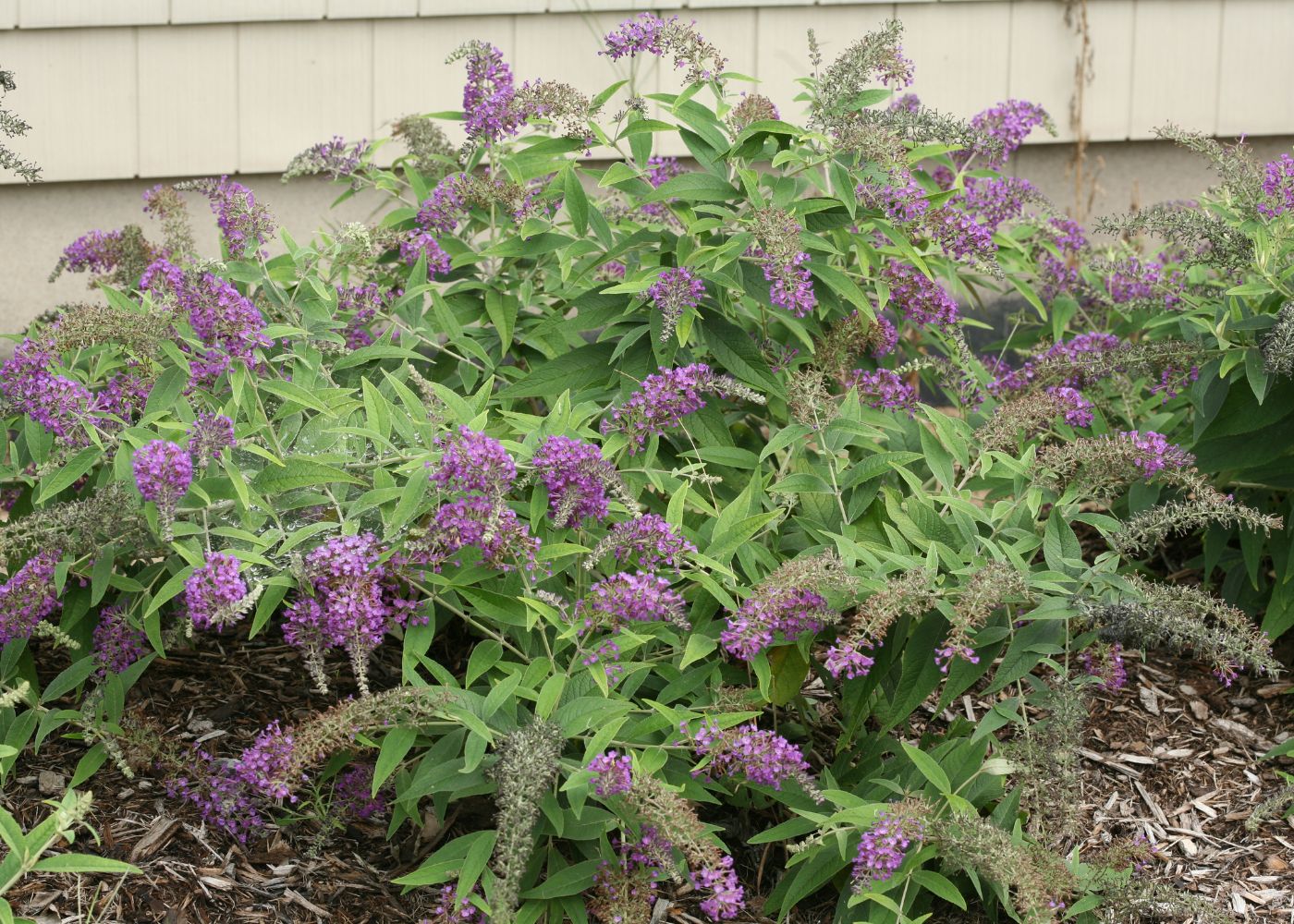 Weeping purple butterfly bush flowers
