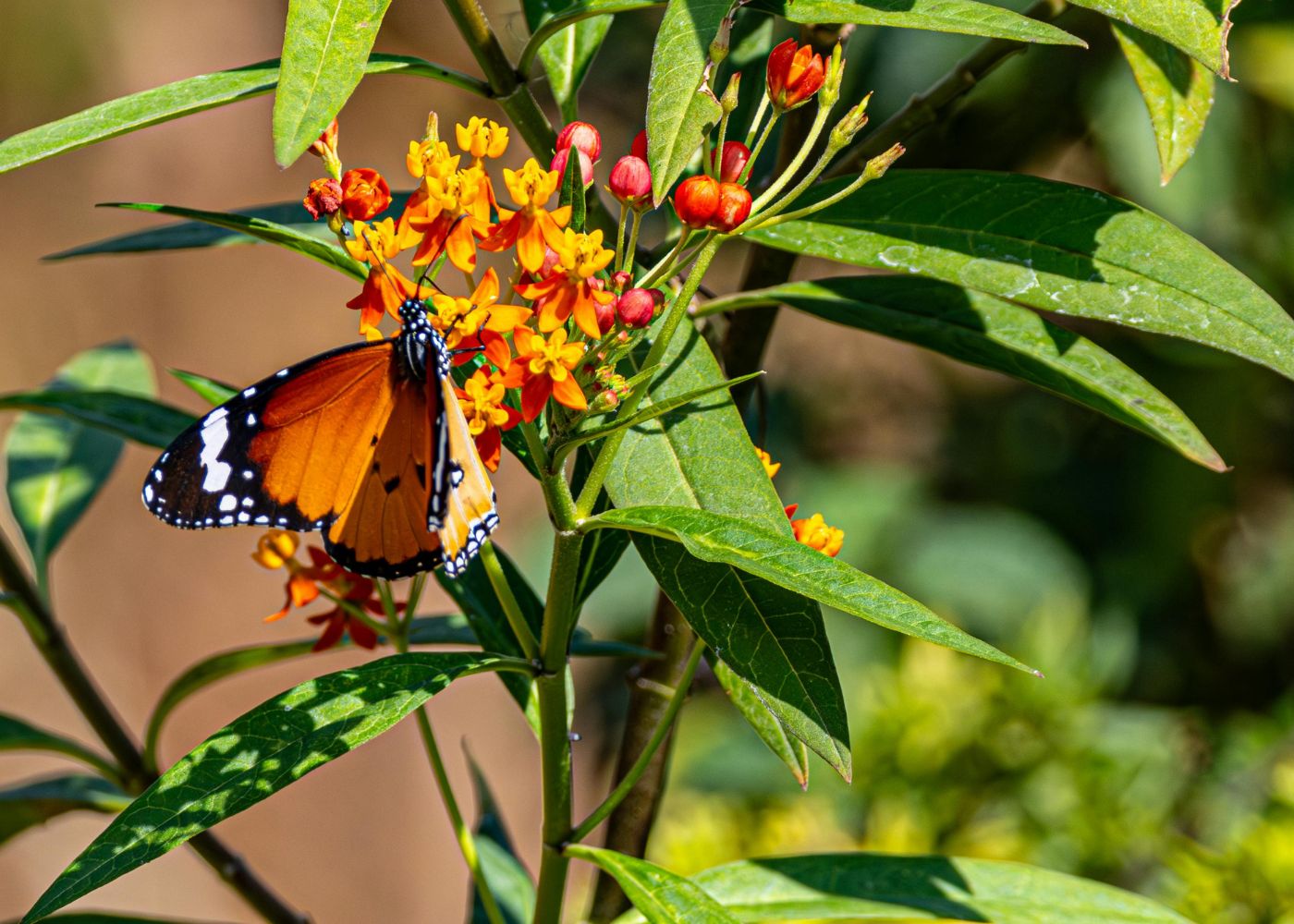 Plants for Pollinators