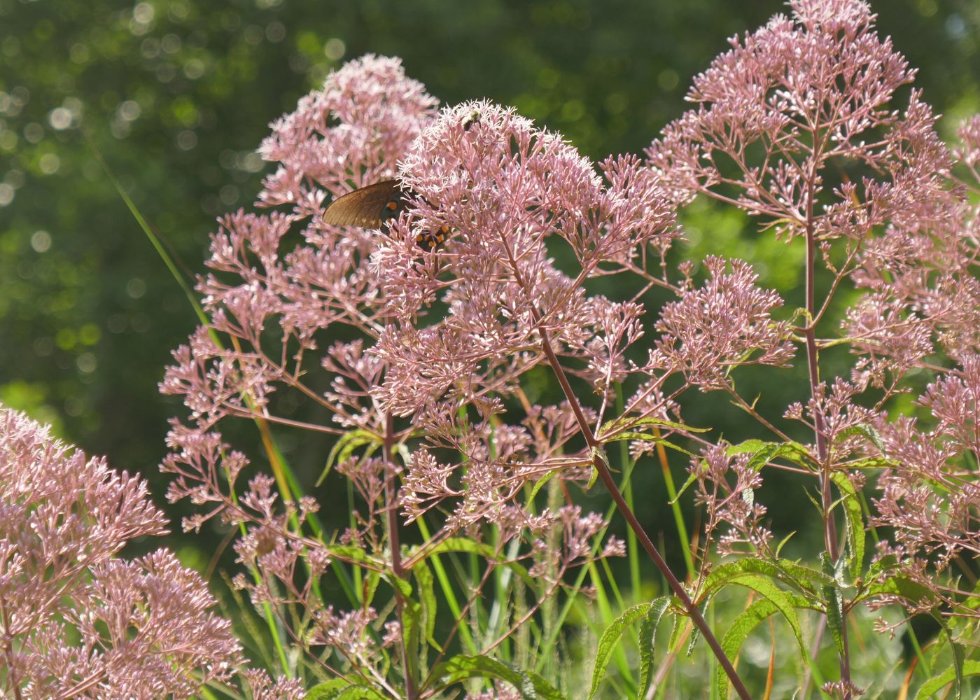 Pink flowers from Joe Pye weed plants