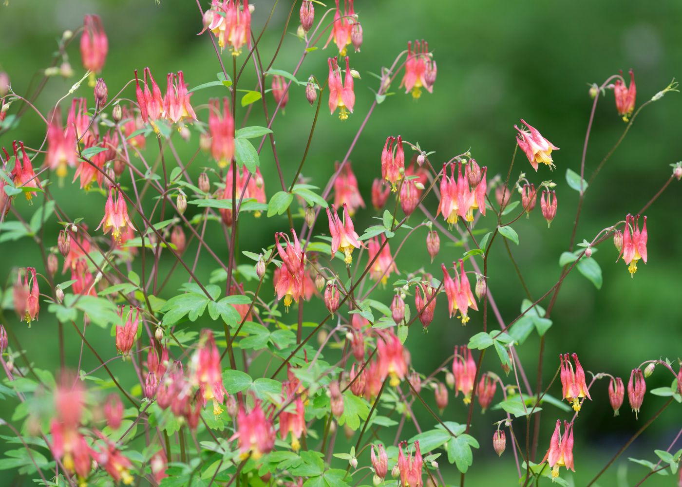 Red columbine flowers in a spring garden