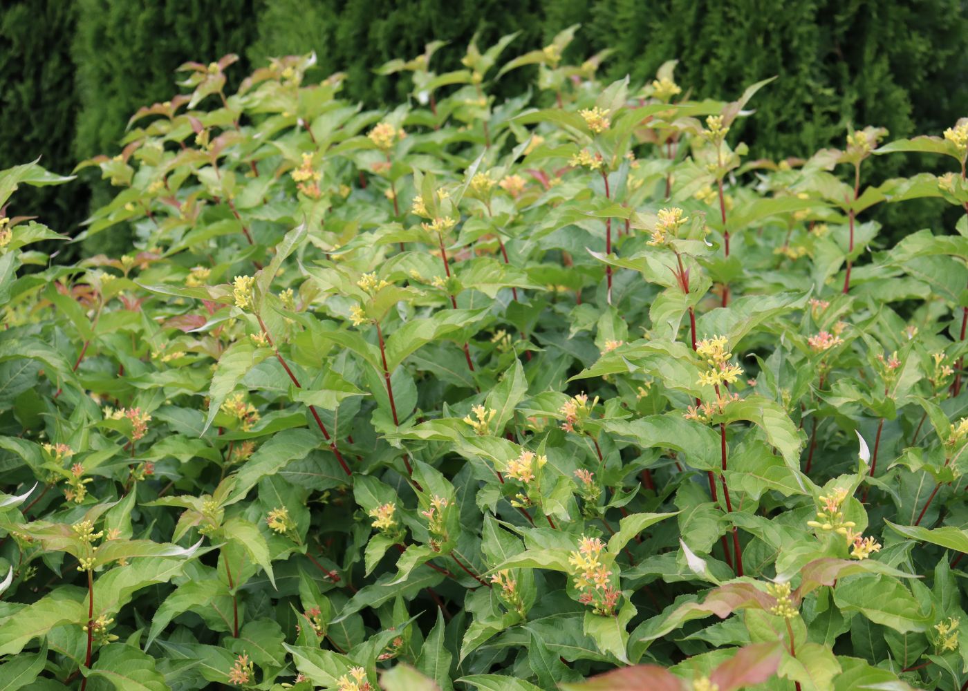 Diervilla shrub with vibrant green foliage and red stems