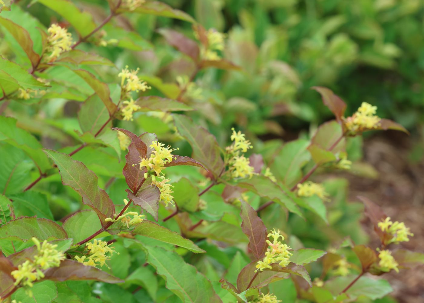 Yellow Diervilla flowers during spring