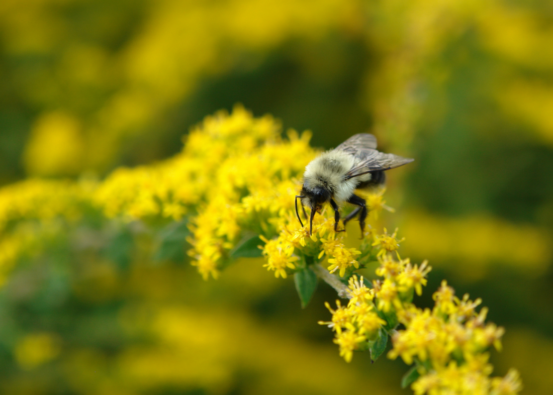 12 Early Blooming Pollinator Plants for Spring – ButterflyBushes.com