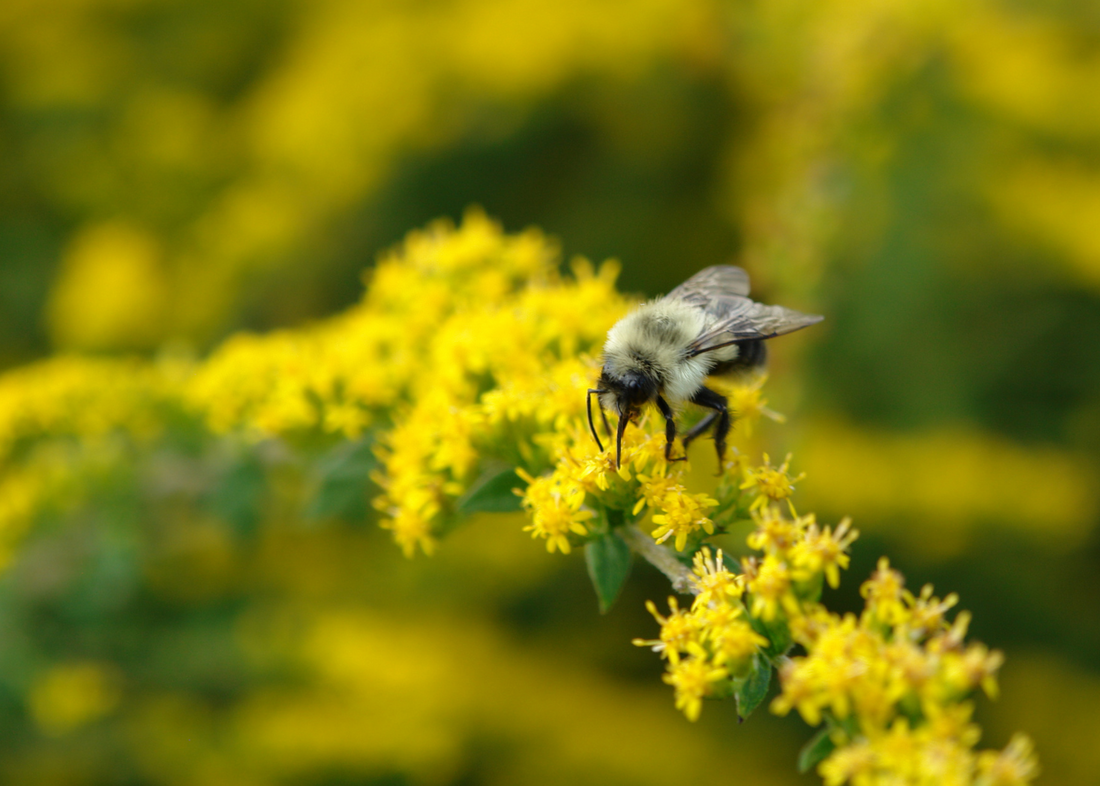 Fuzzy bumblebee feeding on bright yellow goldenrod flowers