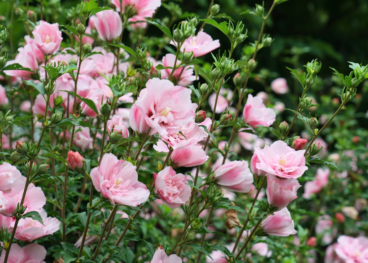 Pink rose of Sharon flowers in a garden hedge