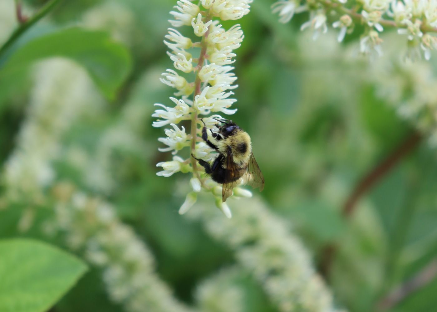 Bumblebee feeding on the nectar from an Itea flower