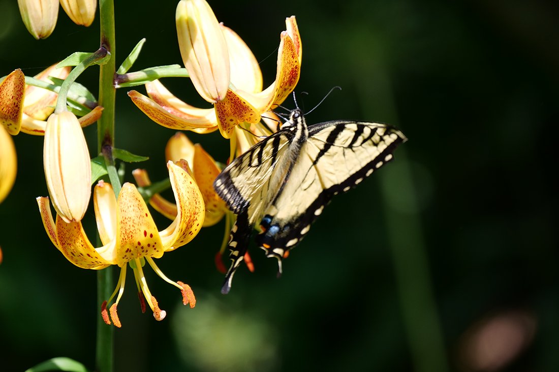 Beautiful butterfly feeding on yellow honeysuckle flowers