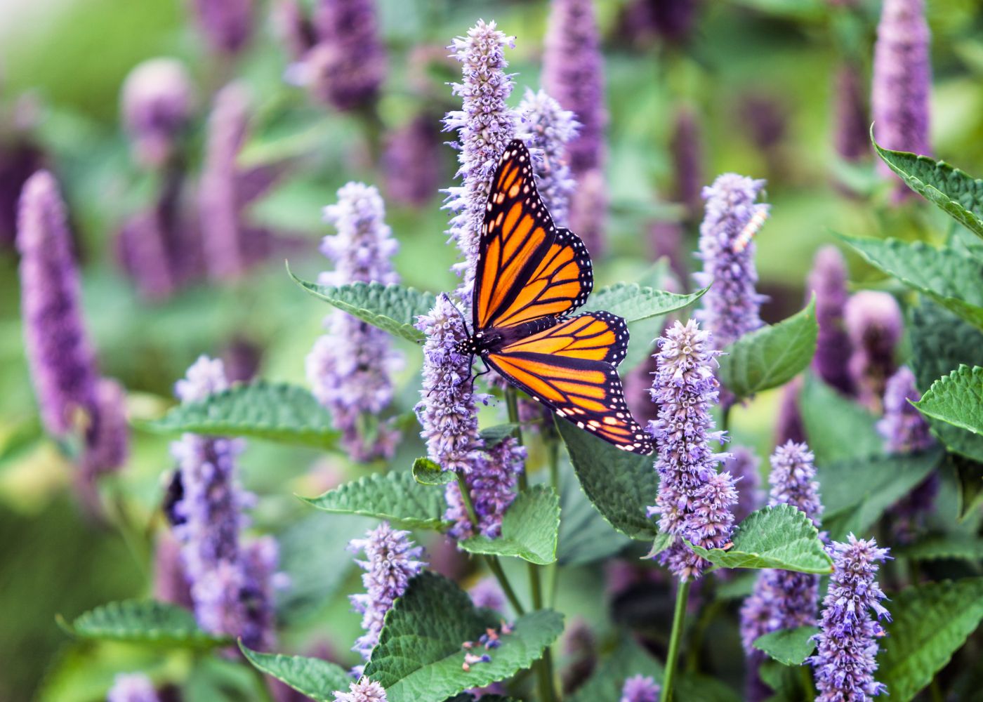 Monarch butterfly feeding on blue Agastache flowers in a garden