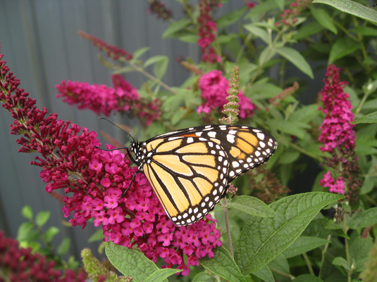 Plants for Pollinator Gardens | Butterfly Bushes – ButterflyBushes.com