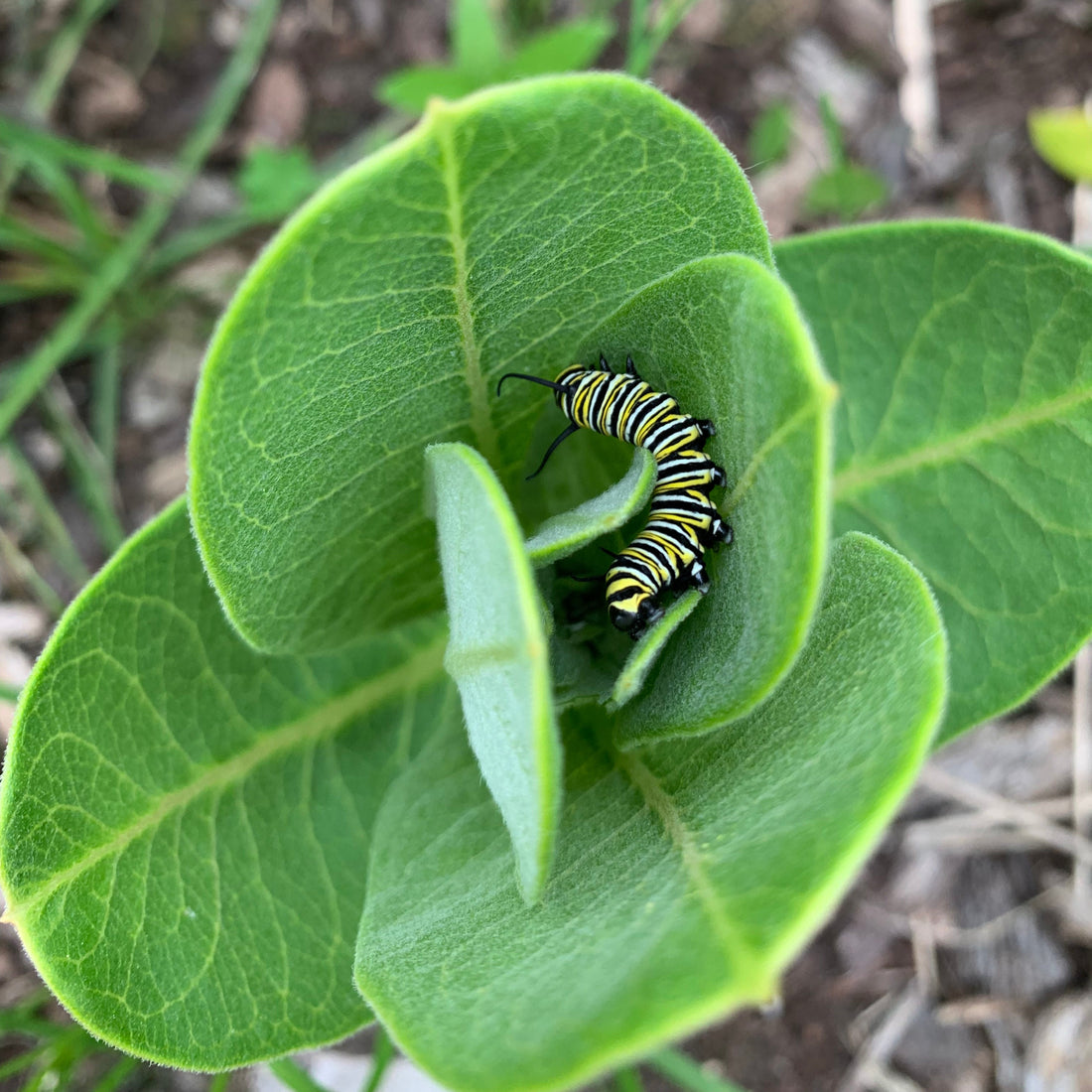 caterpillar tucked in green plant