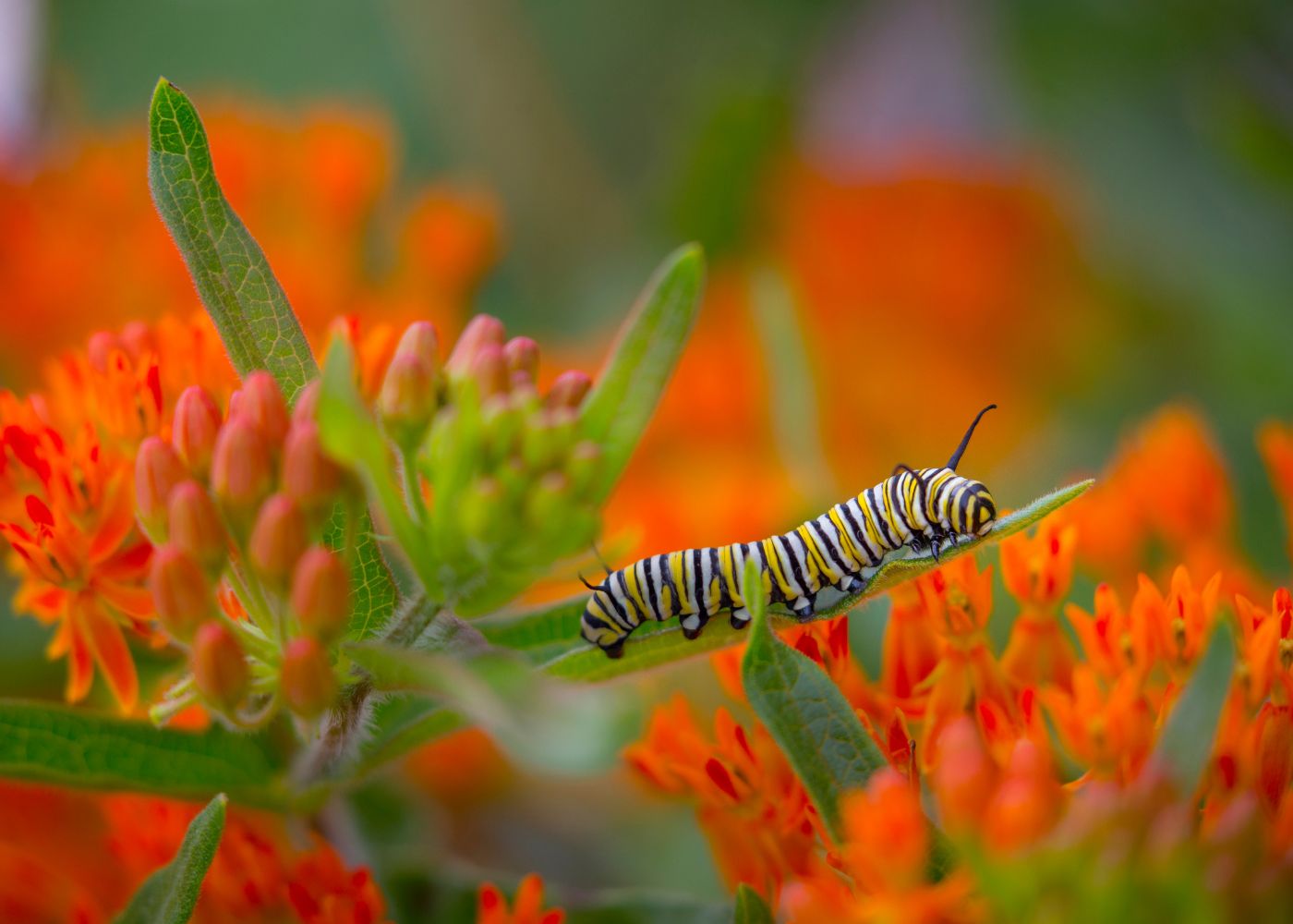 Monarch caterpillar feeding on butterfly weed (orange milkweed)