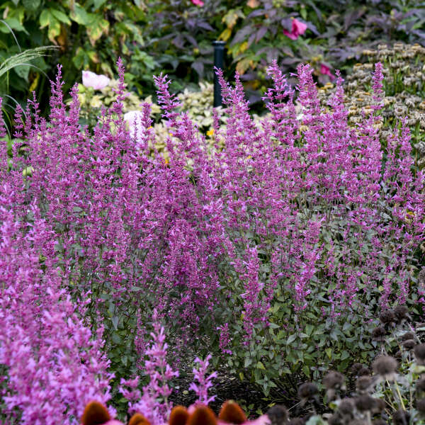 Pink hummingbird mint flowers planted near coneflowers