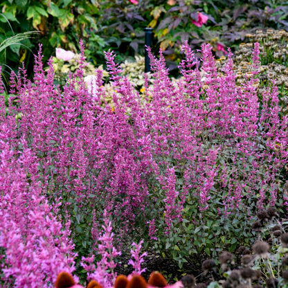 Pink hummingbird mint flowers planted near coneflowers