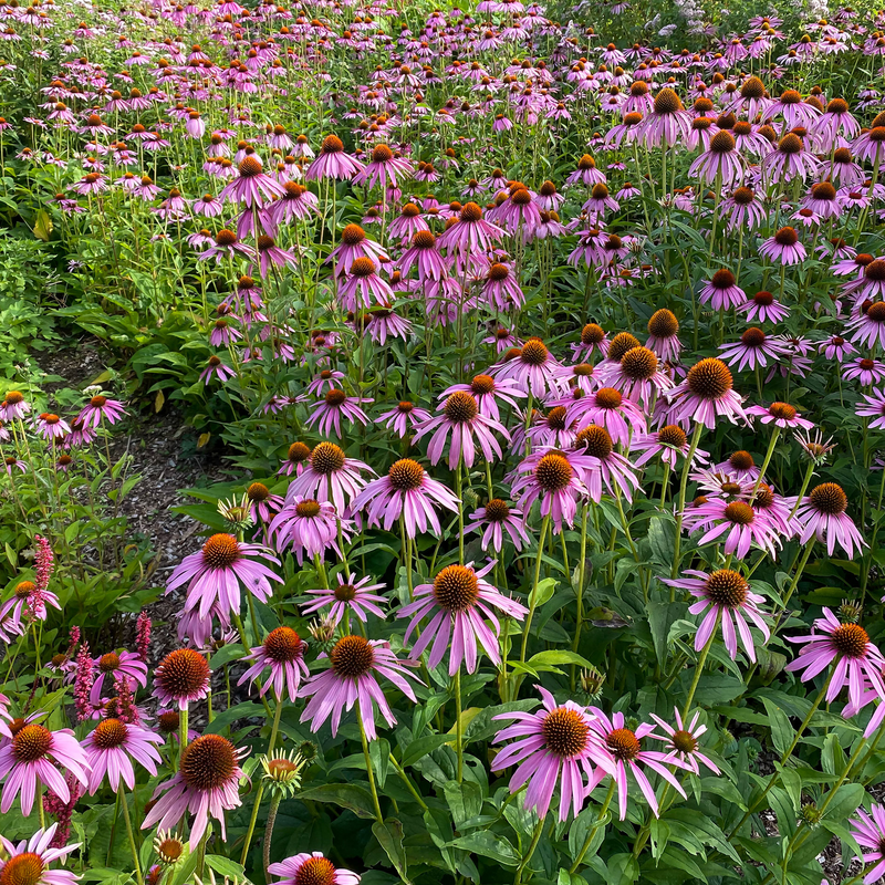 'Magnus' Purple Coneflower (Echinacea purpurea 'Magnus ...