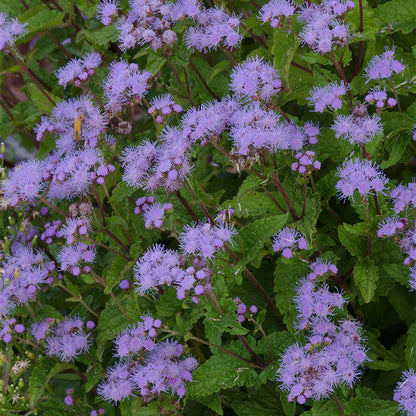 Close up image of blue mistflower.