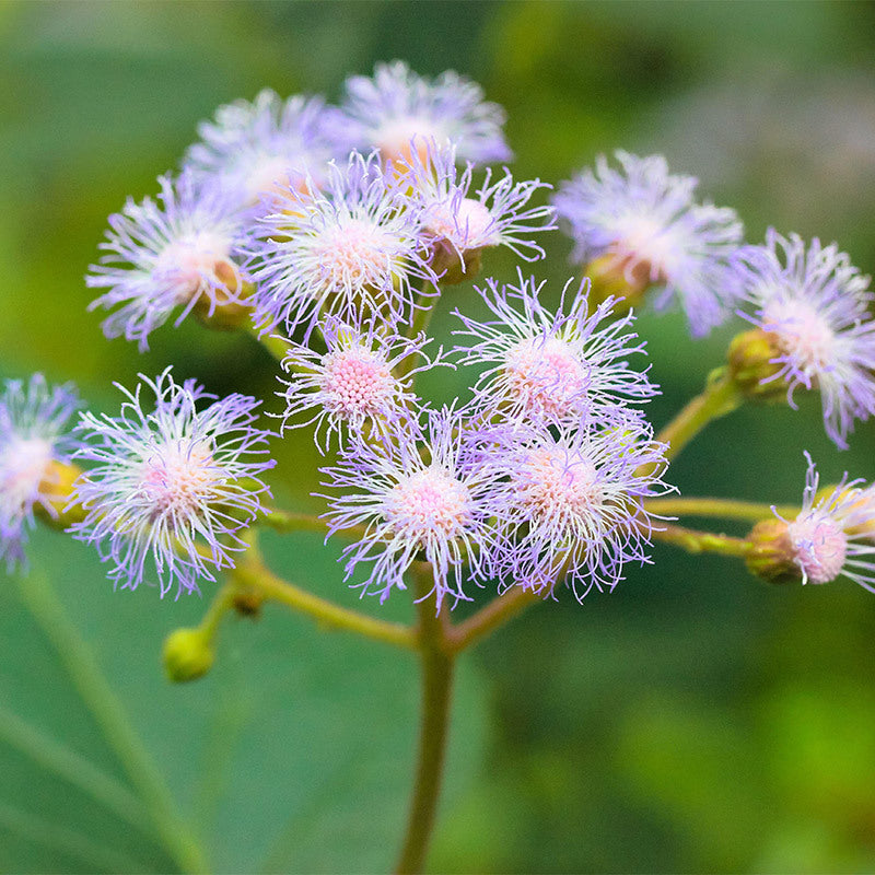 Close up image of blue mistflower.