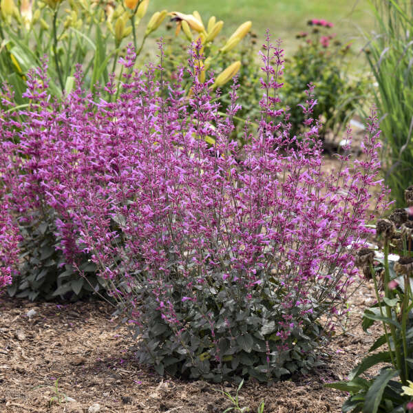 Pink flower hummingbird mint flowers