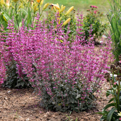 Pink flower hummingbird mint flowers