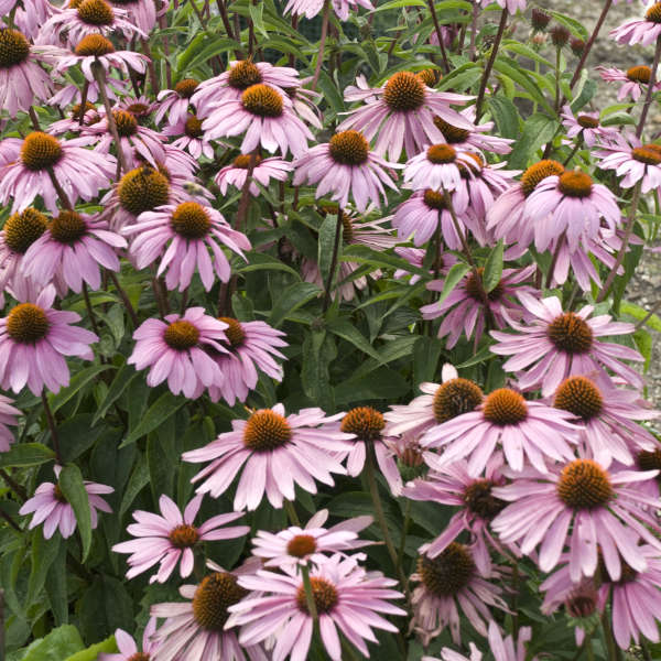 Sea of purple coneflower blooms