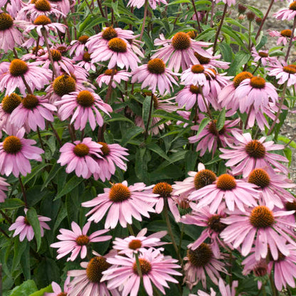 Sea of purple coneflower blooms