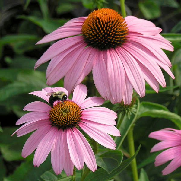 Up close image of bee feeding on coneflower seed head