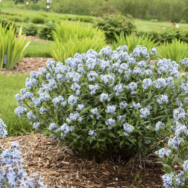 Delicate blue flowers from bluestar (Amsonia) plants