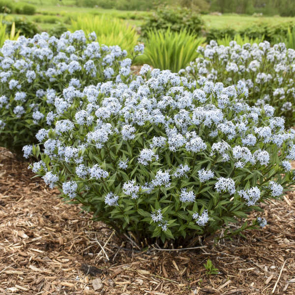 Several bluestar plants with delicate blue flowers in a sunny garden