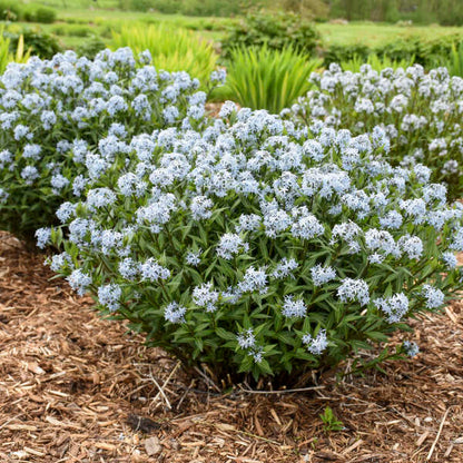 Several bluestar plants with delicate blue flowers in a sunny garden