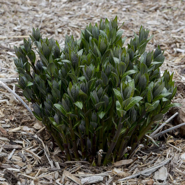 Bluestar foliage is a dark green color