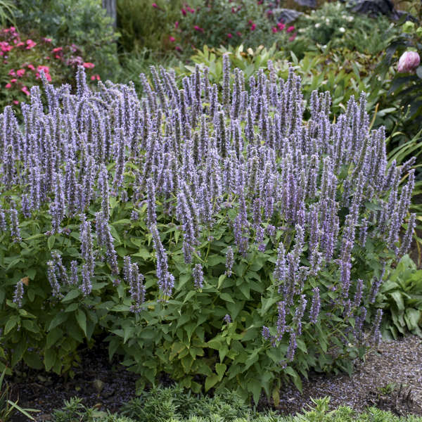 'Blue Fortune' Hummingbird Mint - Agastache - Thumbnail 3