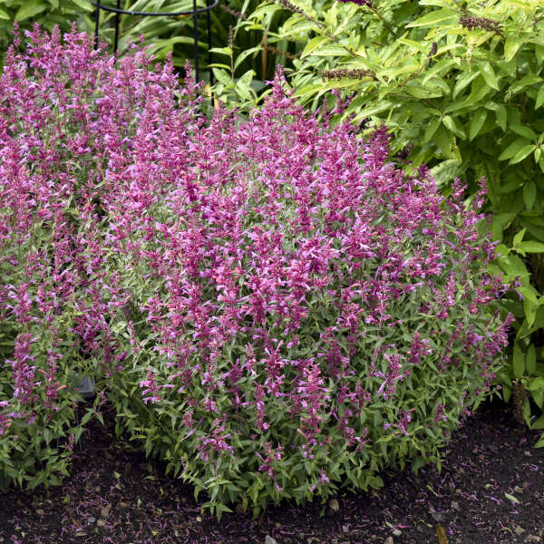 ButterflyBushes.com Rosie Posie Hummingbird Mint
