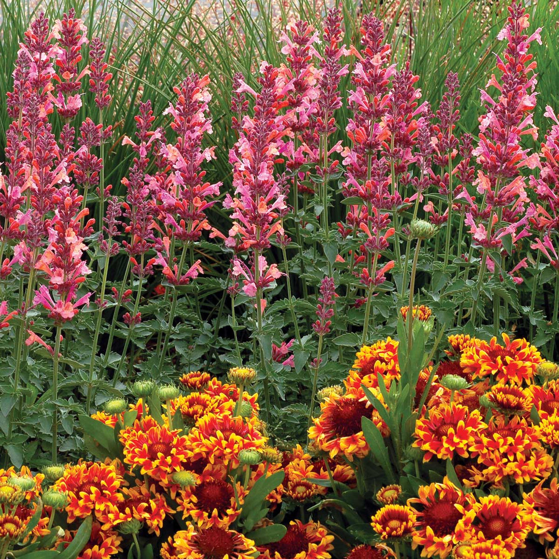 Pink and orange tubular flowers surrounded by blanket flower