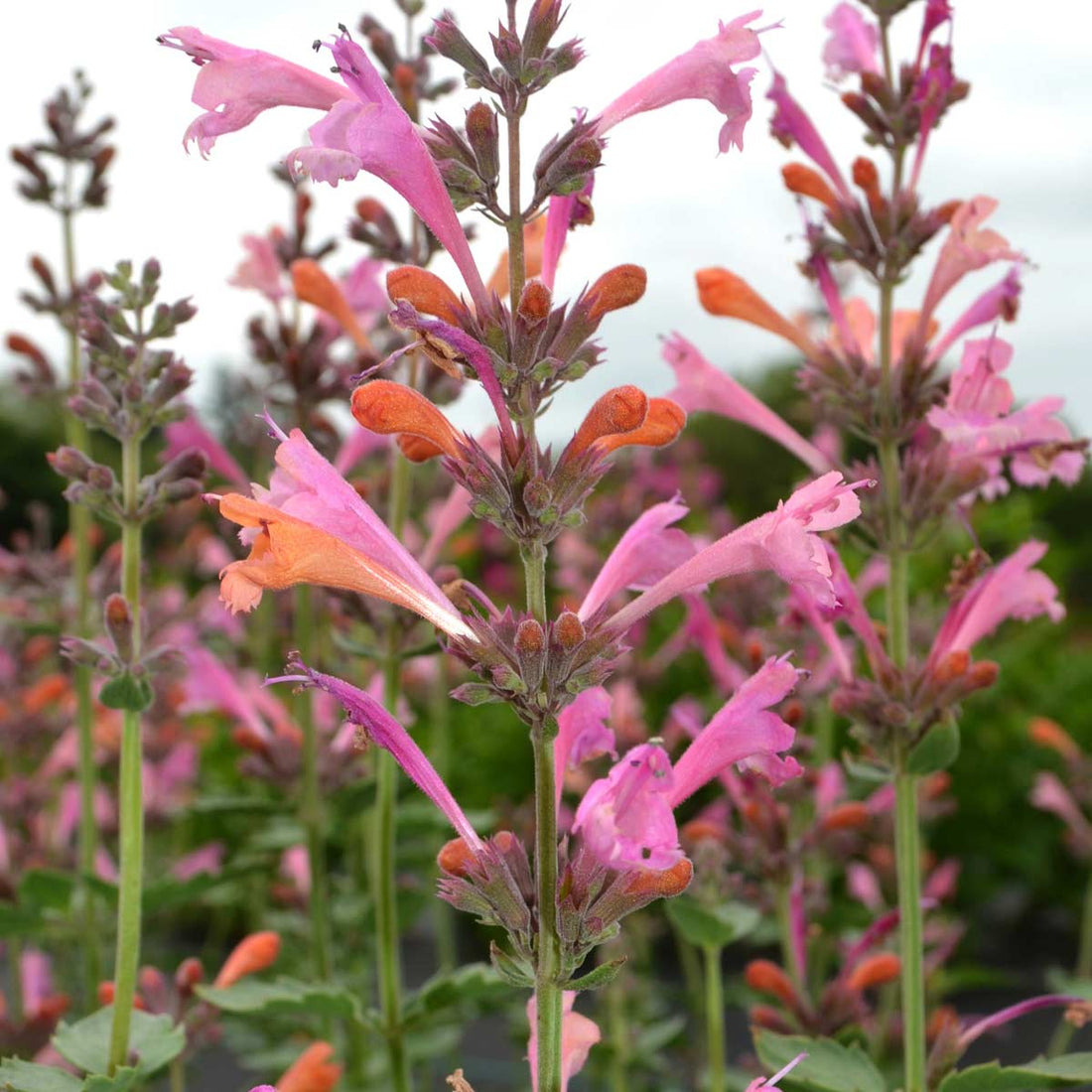 Up close image of pink and orange tubular flowers from hummingbird mint