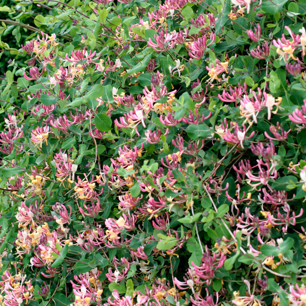 American Honeysuckle