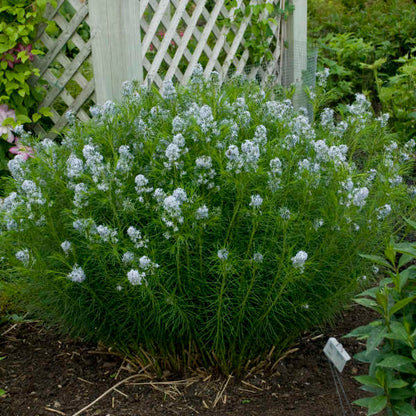 Amsonia String Theory bluestar has blue flowers full of nectar for pollinators. 