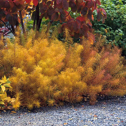 Amsonia String Theory bluestar has cozy fall color with finely textured pine like needles. 