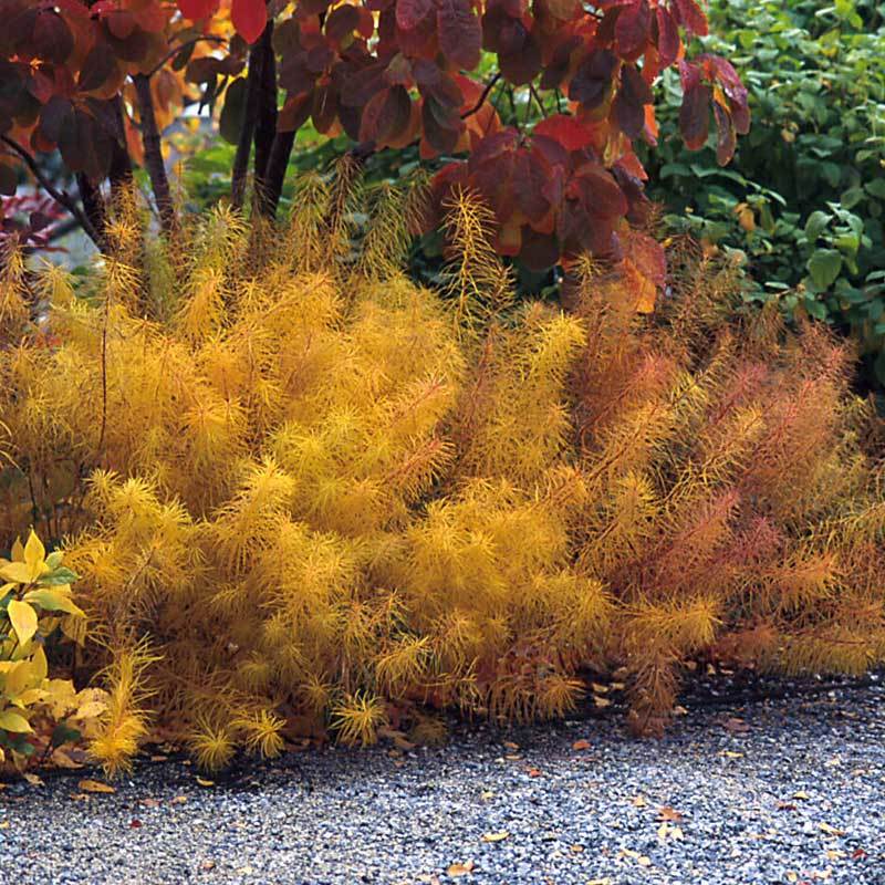 Threadleaf Bluestar (Amsonia) – ButterflyBushes.com