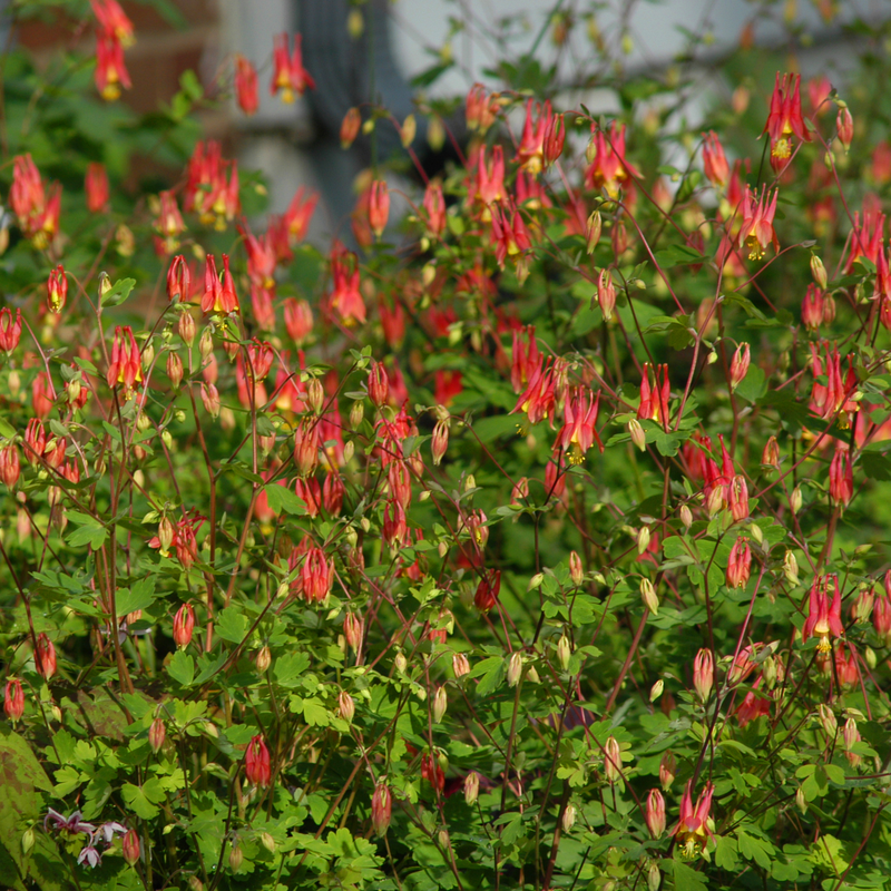 The red flowers on native Aquilegia canadensis bloom in spring and attract pollinators