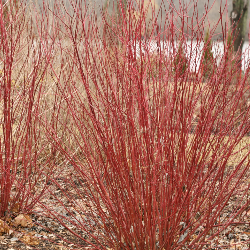 Three Arctic Fire Red dogwood shrubs in a winter landscaping showing their bright red stems