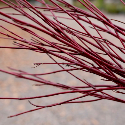 Three Arctic Fire Red dogwood shrubs in a winter landscaping showing their bright red stems