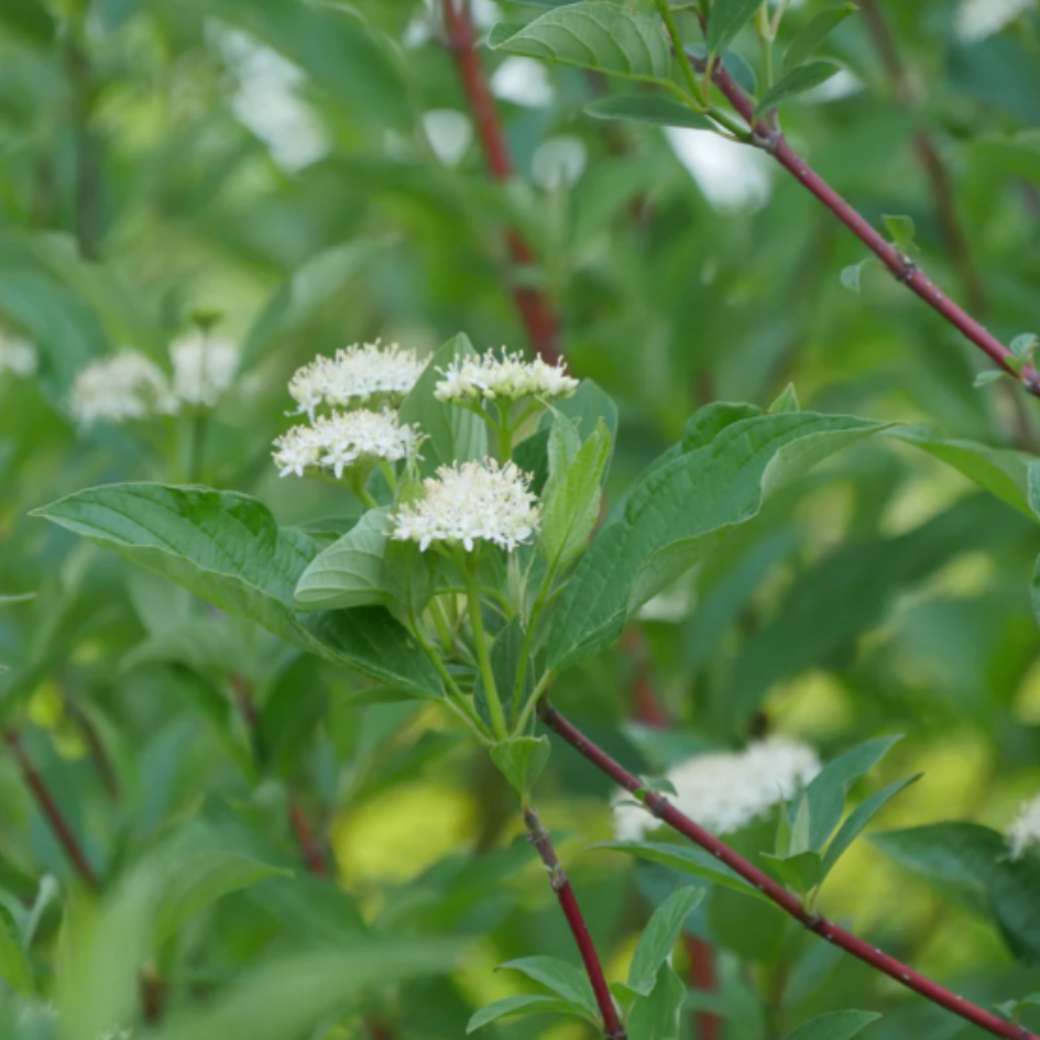 The white flower clusters of Arctic Fire red twig dogwood